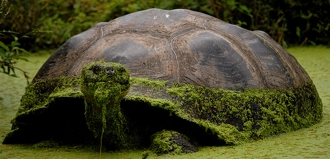 viagens galapagos tartaruga equador