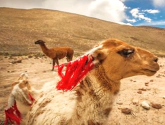 peru